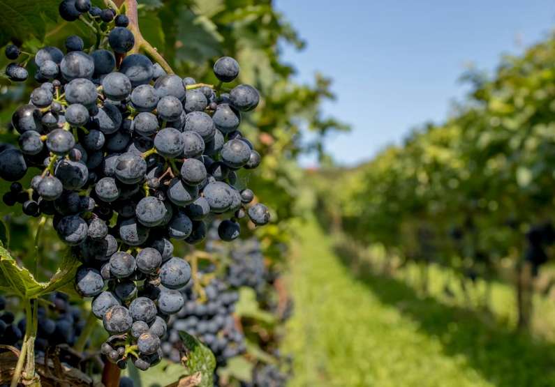 Навіщо сниться виноград уві сні жінці?