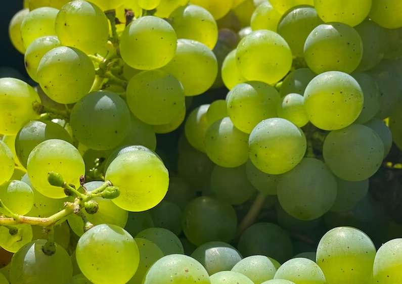 Навіщо сниться виноград уві сні жінці?