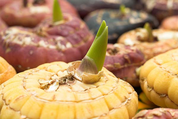 До чого сняться квіти гладіолуси жінці чи чоловікові — 48 тлумачень із різних сонників.