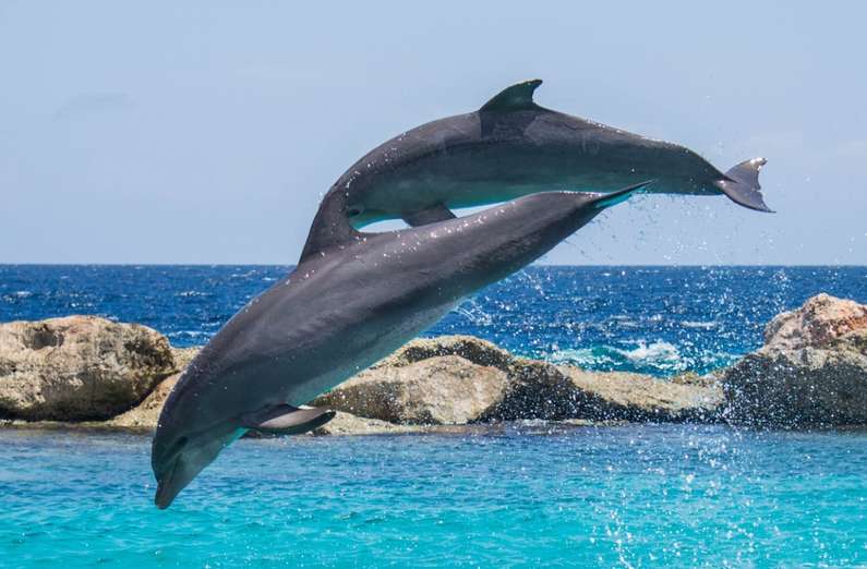 До чого сняться дельфіни жінці: у воді чи суші
