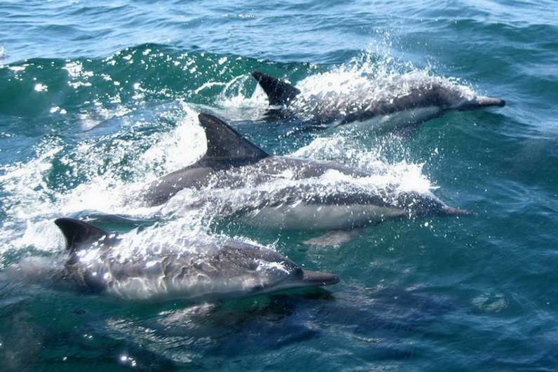 До чого сняться дельфіни жінці: у воді чи суші