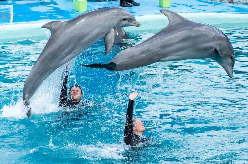 До чого сняться дельфіни жінці: у воді чи суші