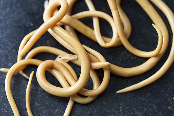 До чого сняться глисти жінці чи чоловікові — 58 тлумачень із різних сонників.