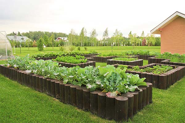 До чого сняться грядки жінці чи чоловікові — 55 тлумачень із різних сонників.