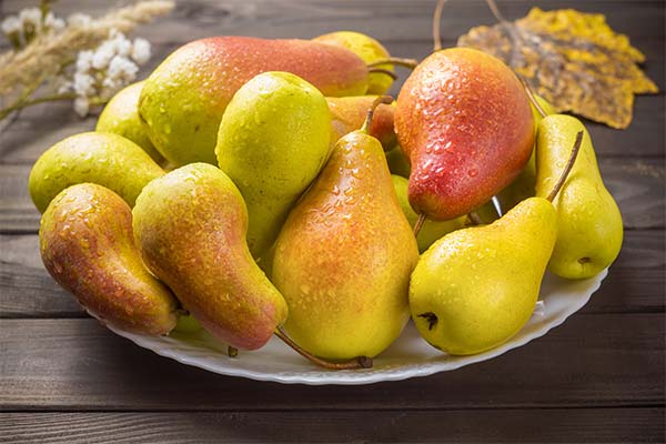 До чого сняться груші жінці чи чоловікові — 58 тлумачень із різних сонників.