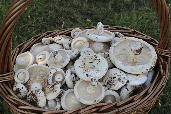 До чого сняться грузді жінці чи чоловікові — 48 тлумачень із різних сонників.