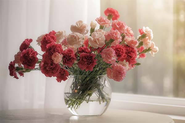 До чого сняться гвоздики жінці чи чоловікові — 58 тлумачень із різних сонників.