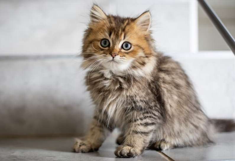 До чого сняться маленькі кошенята жінці?