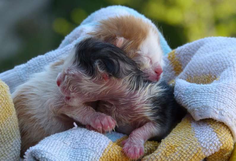 До чого сняться маленькі кошенята жінці?