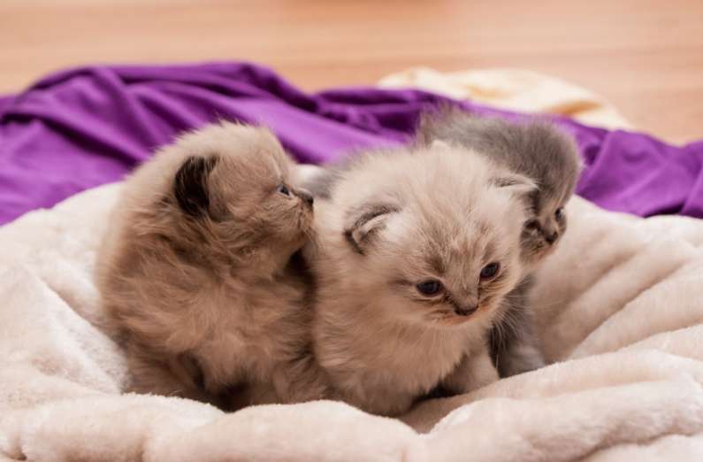 До чого сняться маленькі кошенята жінці?