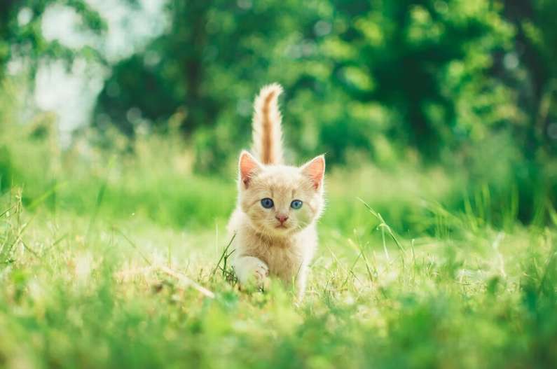 До чого сняться маленькі кошенята жінці?