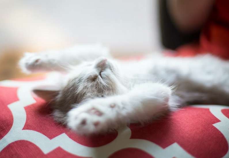 До чого сняться маленькі кошенята жінці?