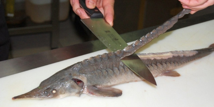 Гарячі страви на Новий 2023: новорічні рецепти з фото