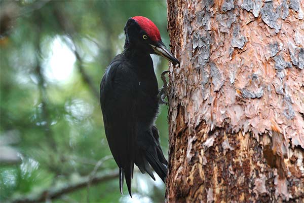 До чого сниться дятел на дереві чи в клітці — 35 тлумачень із різних сонників.