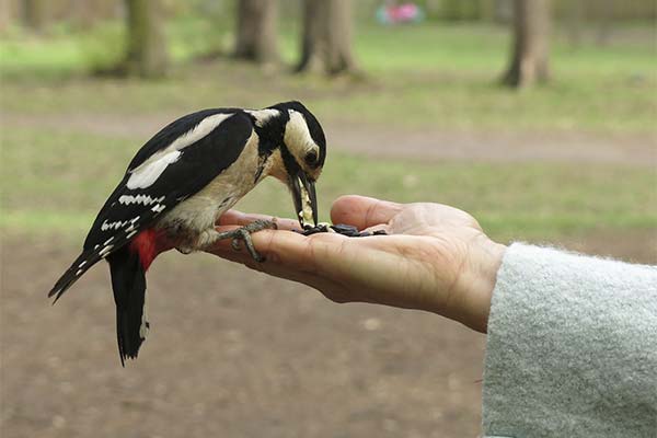 До чого сниться дятел на дереві чи в клітці — 35 тлумачень із різних сонників.