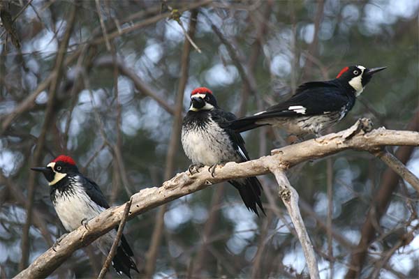 До чого сниться дятел на дереві чи в клітці — 35 тлумачень із різних сонників.