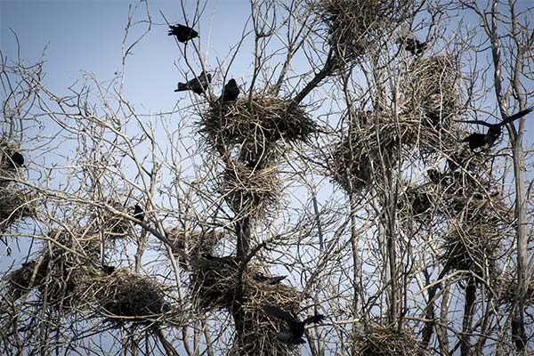 До чого сниться гніздо з яйцями чи пташенятами — 65 тлумачень із різних сонників.