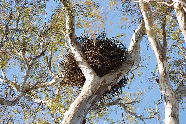 До чого сниться гніздо з яйцями чи пташенятами — 65 тлумачень із різних сонників.