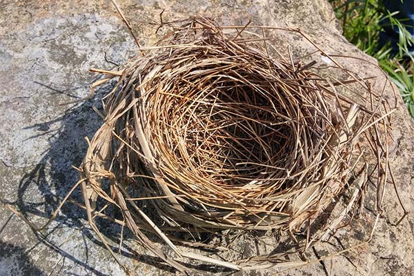 До чого сниться гніздо з яйцями чи пташенятами — 65 тлумачень із різних сонників.