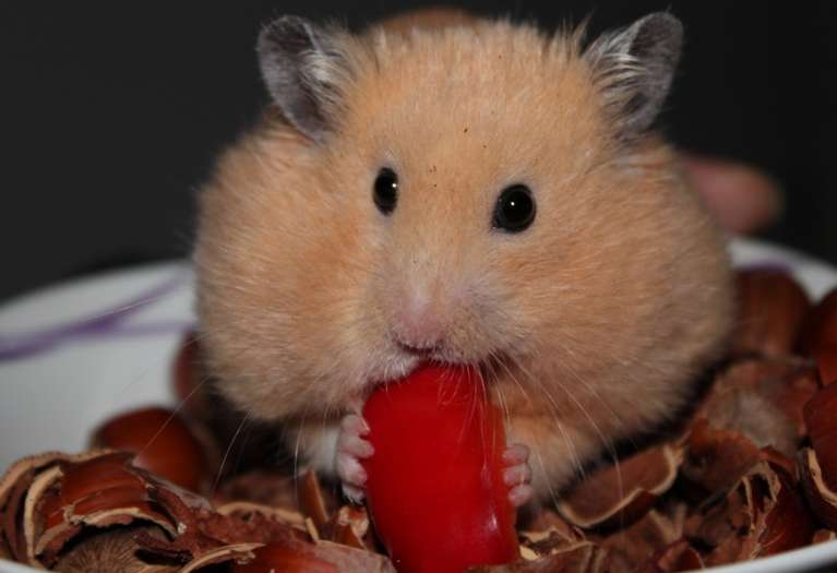 Навіщо сниться хом'як уві сні жінці?