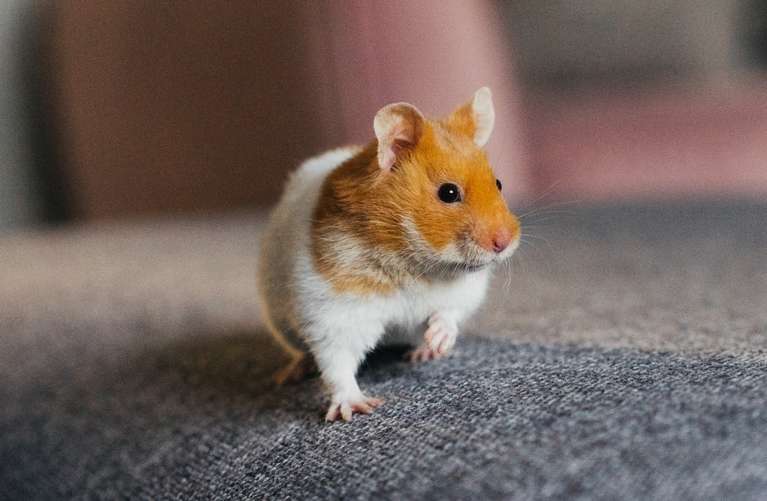 Навіщо сниться хом'як уві сні жінці?