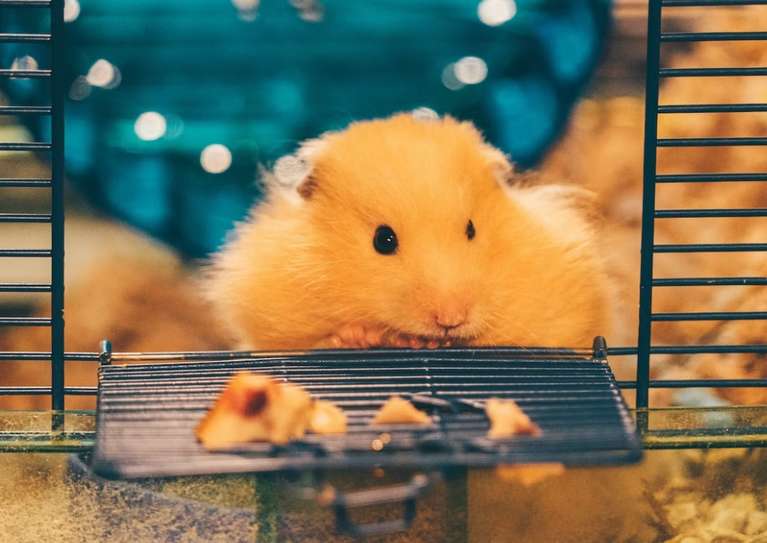 Навіщо сниться хом'як уві сні жінці?