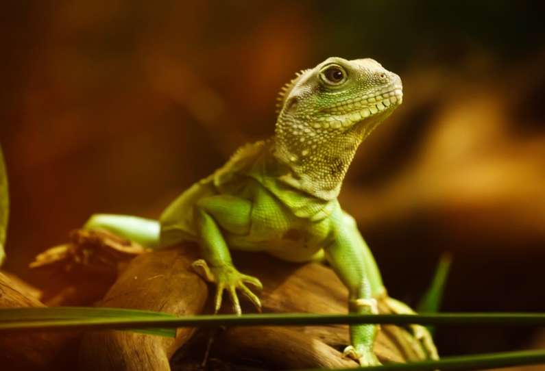 Навіщо сниться ящірка уві сні жінці?