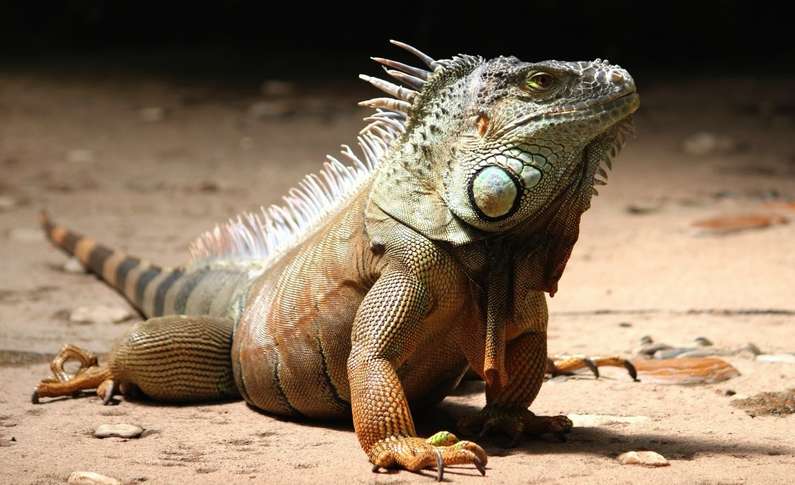 Навіщо сниться ящірка уві сні жінці?