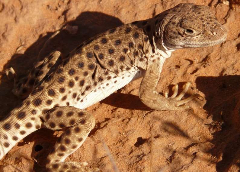 Навіщо сниться ящірка уві сні жінці?