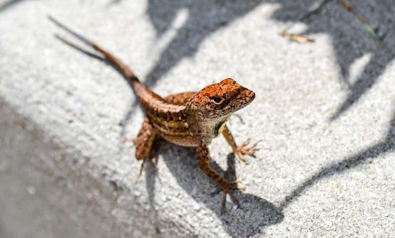 Навіщо сниться ящірка уві сні жінці?