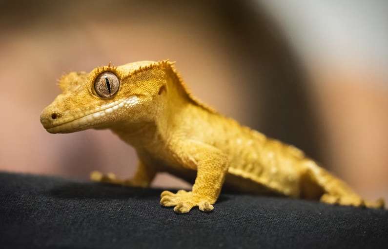 Навіщо сниться ящірка уві сні жінці?