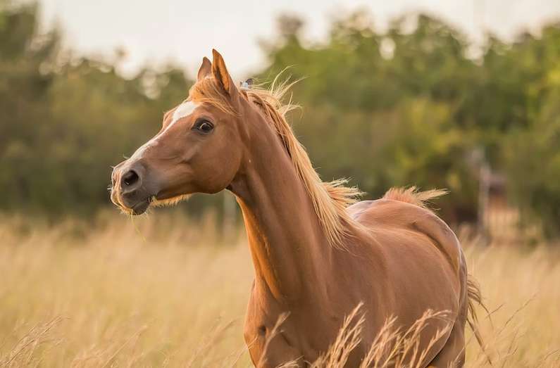 До чого сниться кінь чоловікові: білий, чорний, коричневий
