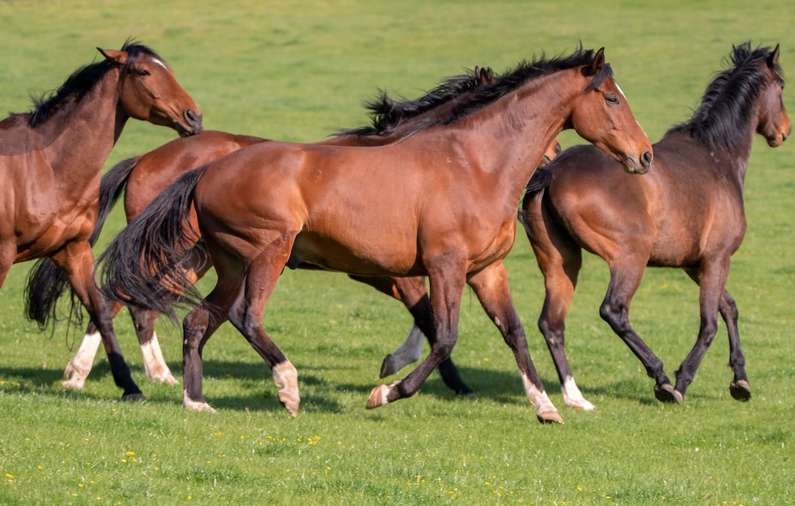 До чого сниться кінь чоловікові: білий, чорний, коричневий