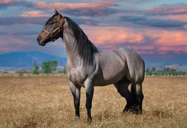 До чого сниться кінь чоловікові: білий, чорний, коричневий