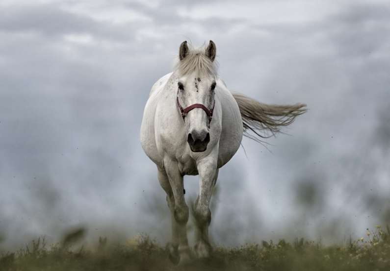 До чого сниться кінь чоловікові: білий, чорний, коричневий
