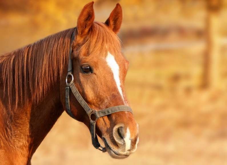 До чого сниться кінь чоловікові: білий, чорний, коричневий
