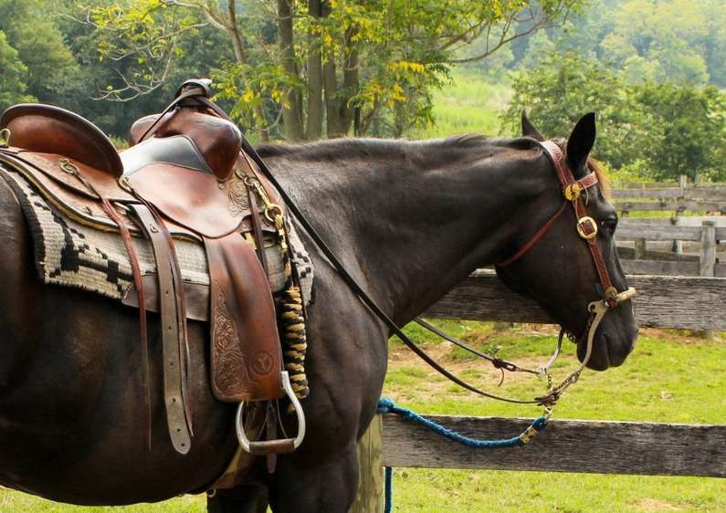 До чого сниться кінь чоловікові: білий, чорний, коричневий