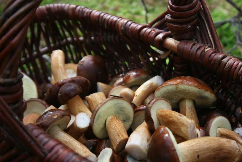 До чого сняться гриби уві сні чоловікові?