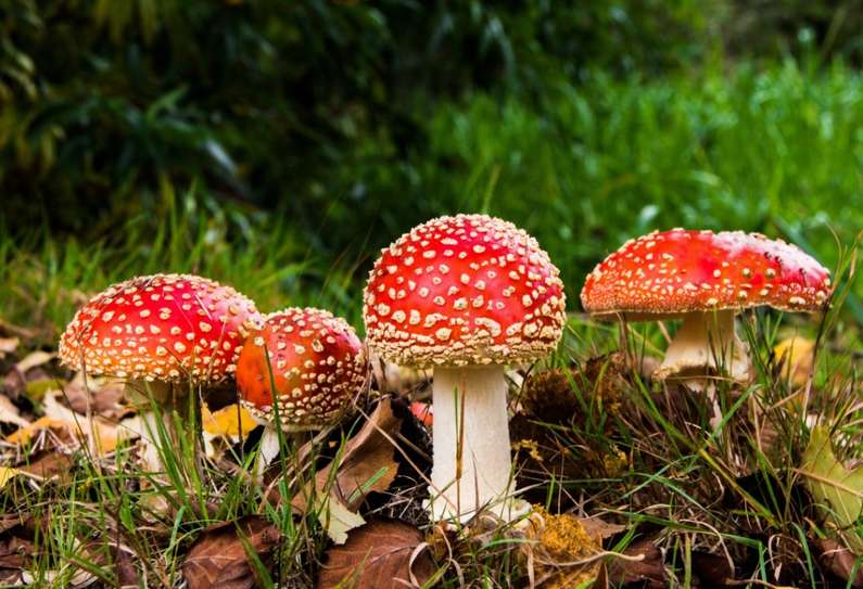 До чого сняться гриби уві сні чоловікові?