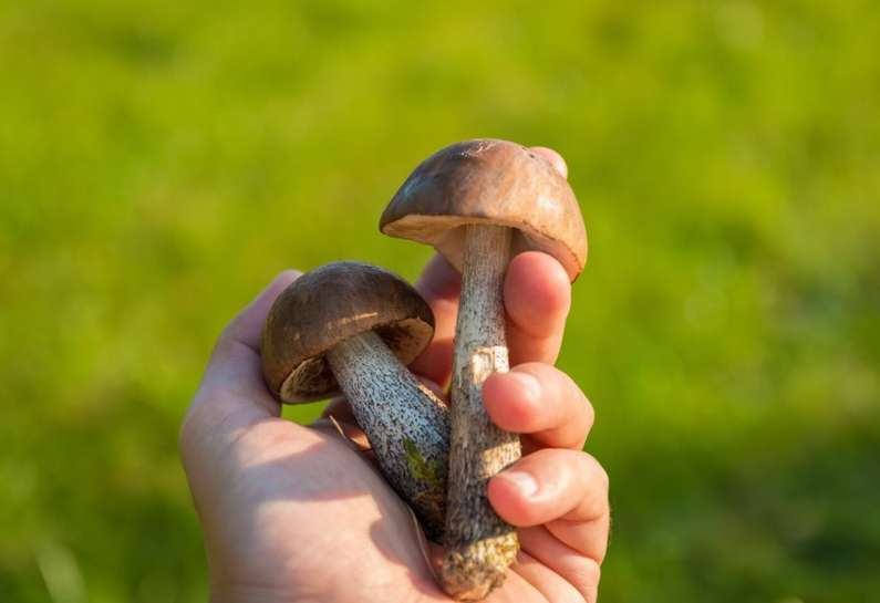 До чого сняться гриби уві сні чоловікові?