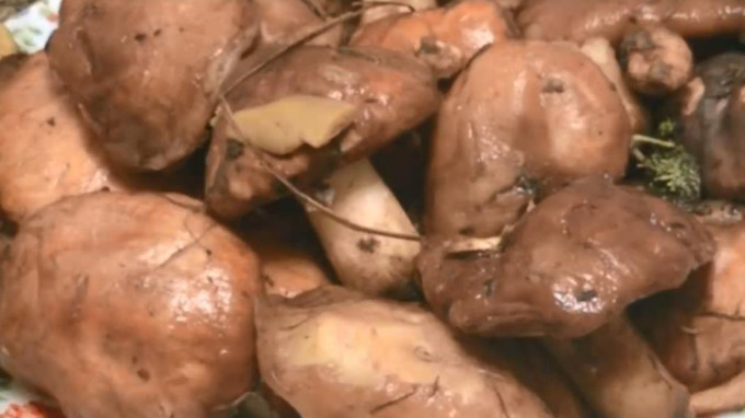 Мариновані маслюки на зиму - 12 найсмачніших рецептів