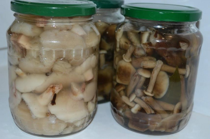 Мариновані опеньки на зиму – 11 найсмачніших рецептів приготування
