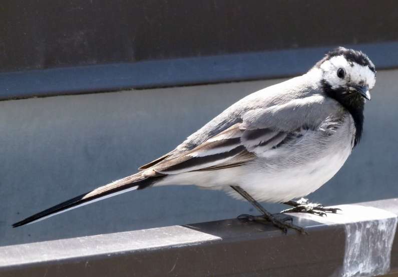 Птах стукає у вікно – прикмета, чого це?