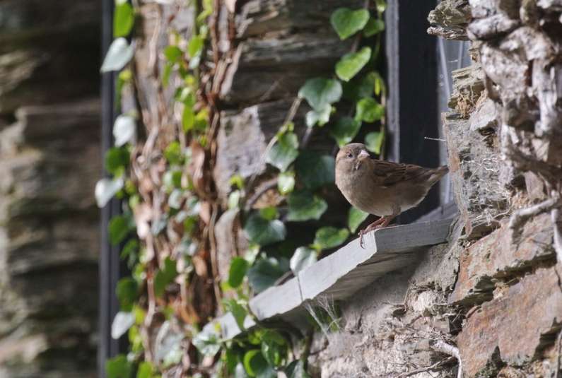 Птах стукає у вікно – прикмета, чого це?