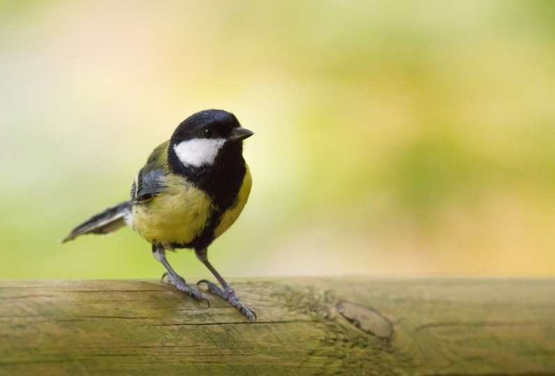 Птах стукає у вікно – прикмета, чого це?