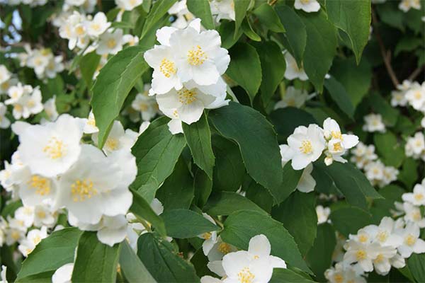 До чого сниться квітка жасмин - 37 тлумачень із різних сонників.