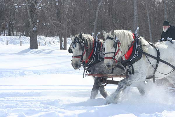 До чого сниться їхати верхи на коні — 56 тлумачень із різних сонників