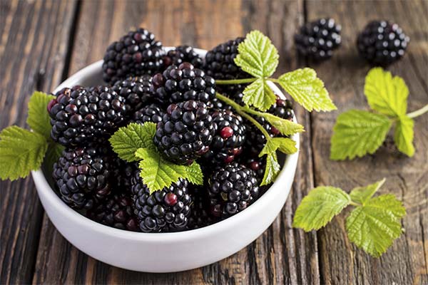 До чого сниться ожина жінці чи чоловікові — 38 тлумачень із різних сонників.