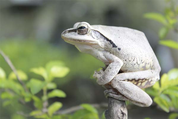 До чого сниться жаба жінці чи чоловікові — 50 тлумачень із різних сонників.