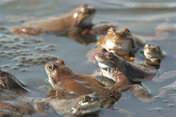До чого сниться жаба жінці чи чоловікові — 50 тлумачень із різних сонників.